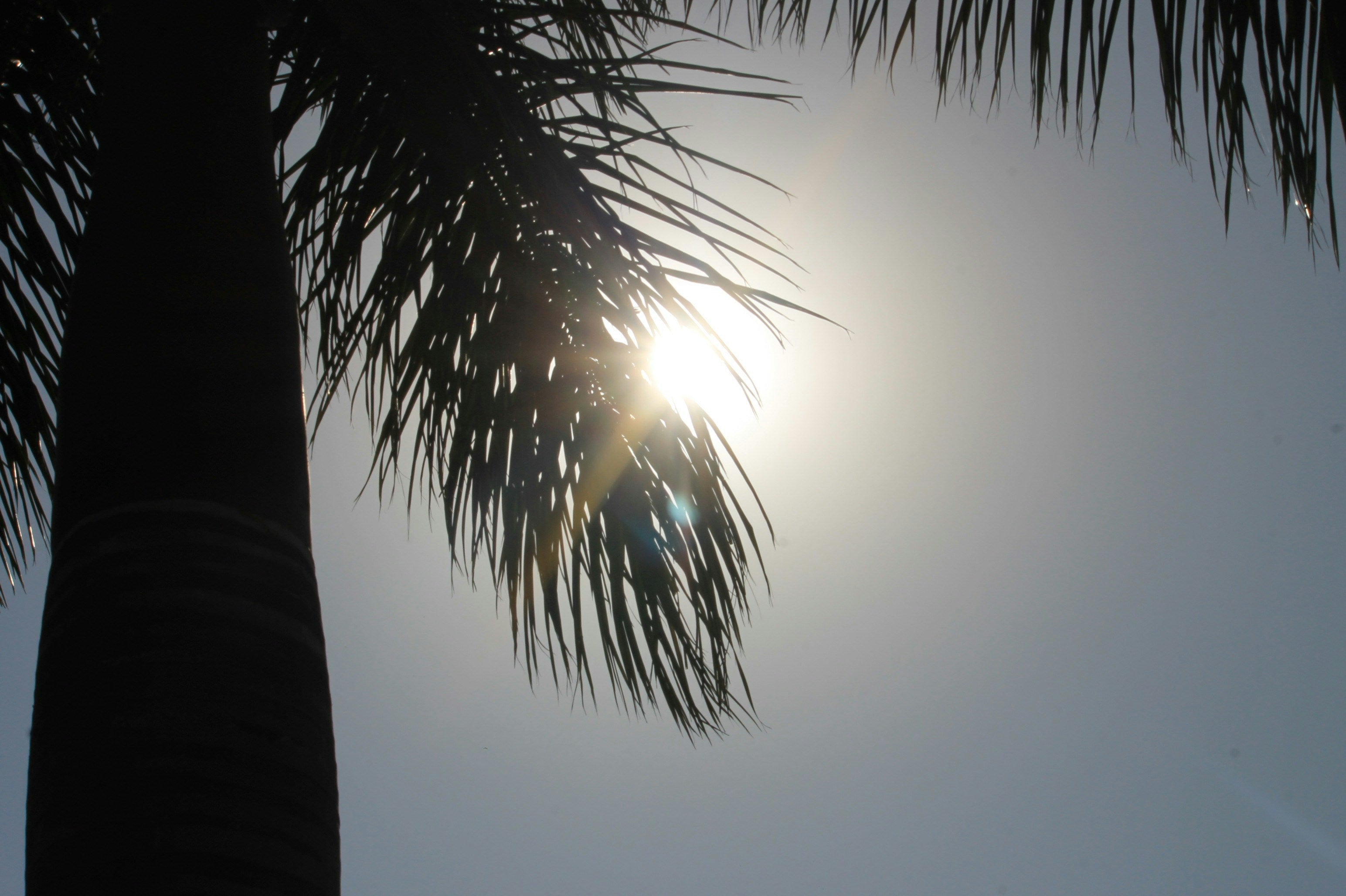 Best Tallow-Based Sunscreens in 2025